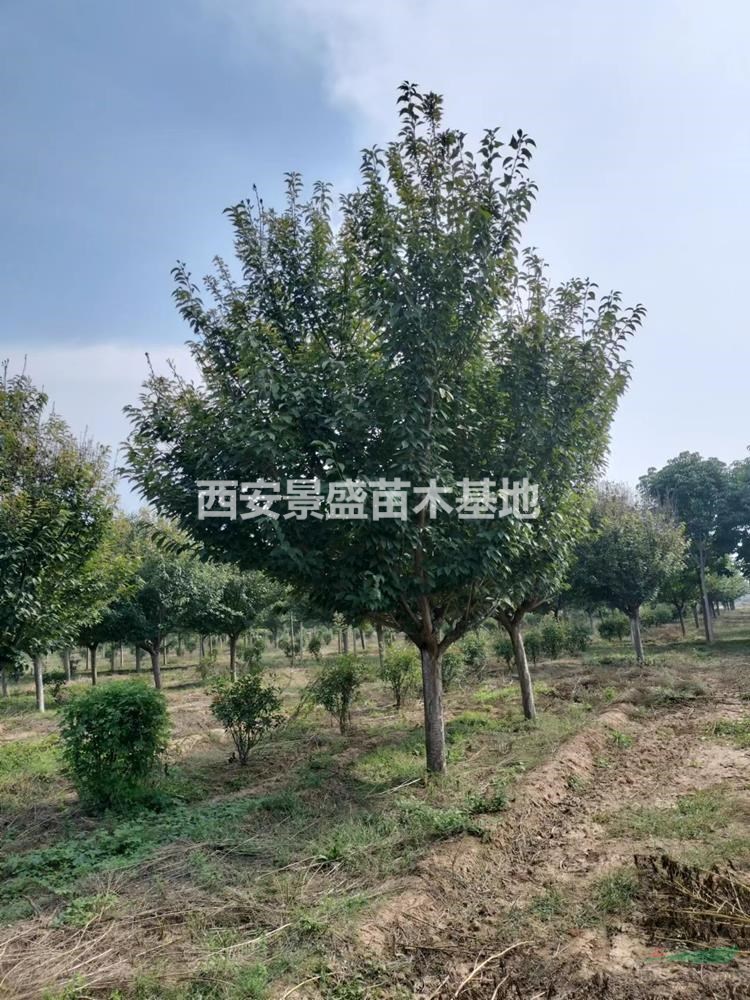 西安苗木基地的地理位置与重要性概述