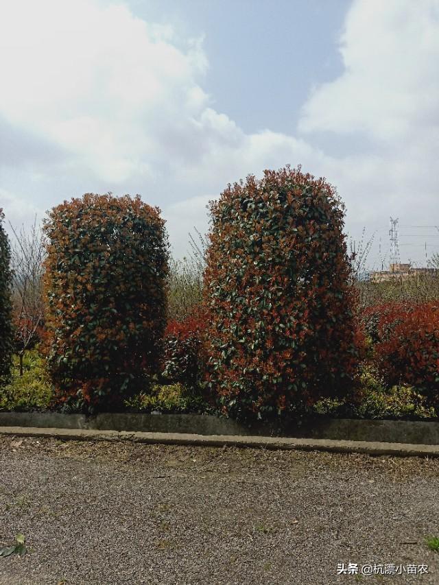 苗圃种植管理展望，几亩地的种植之路与未来展望