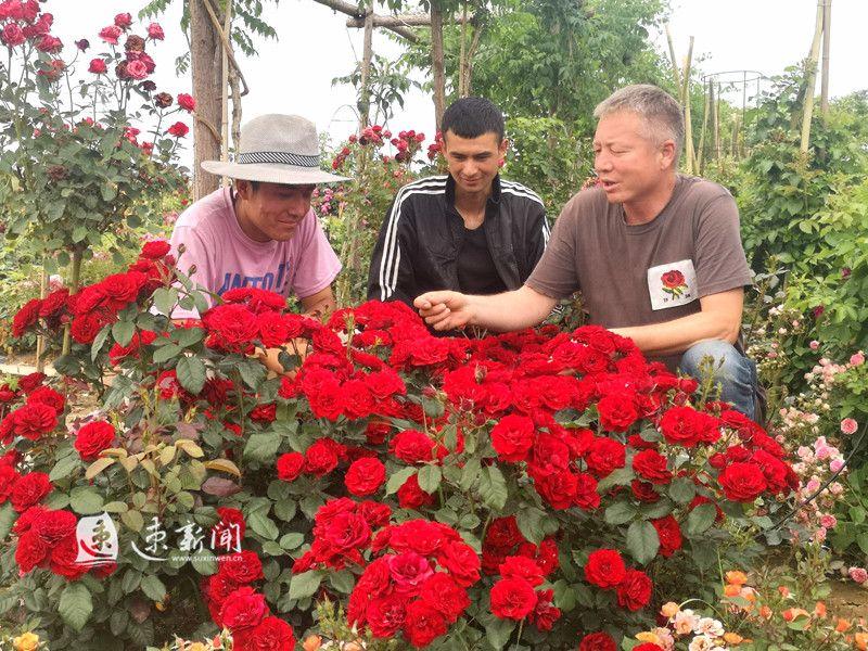 沭阳月季花苗，美丽与商业的绚烂交融，批发零售一览