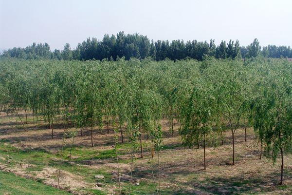 江苏苗圃批发市场，繁荣的绿意繁荣之地