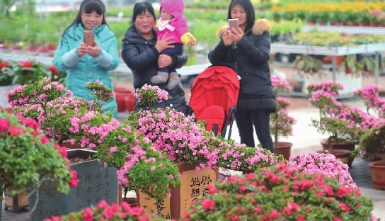 湖南花卉市场，繁荣与机遇交织