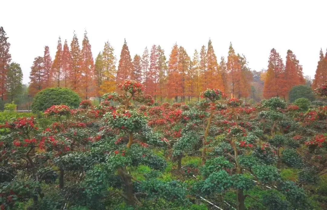 湖南花卉市场批发市场，生态繁荣与商业机遇的交汇之地