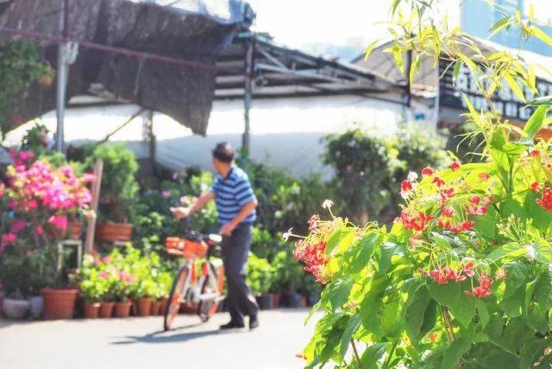 湖南花木市场品牌深度探究