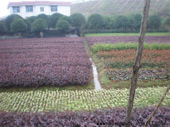 湖南最大苗木基地，繁荣生态与绿色发展的先锋典范