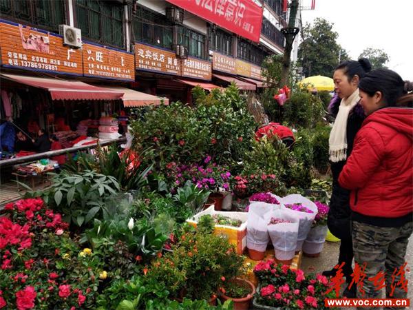 怀化附近的花卉盆景批发市场探秘，发现与探索之旅