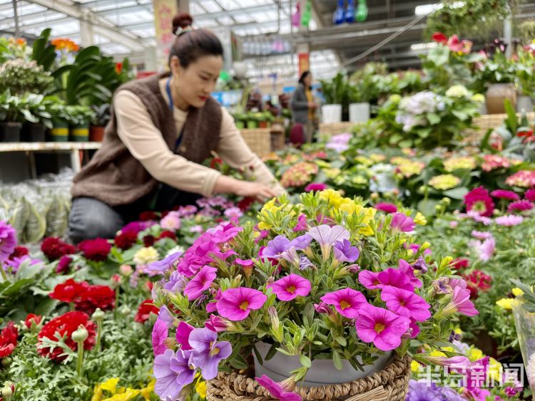 湖南最大花卉市场探秘，繁花似锦的胜地