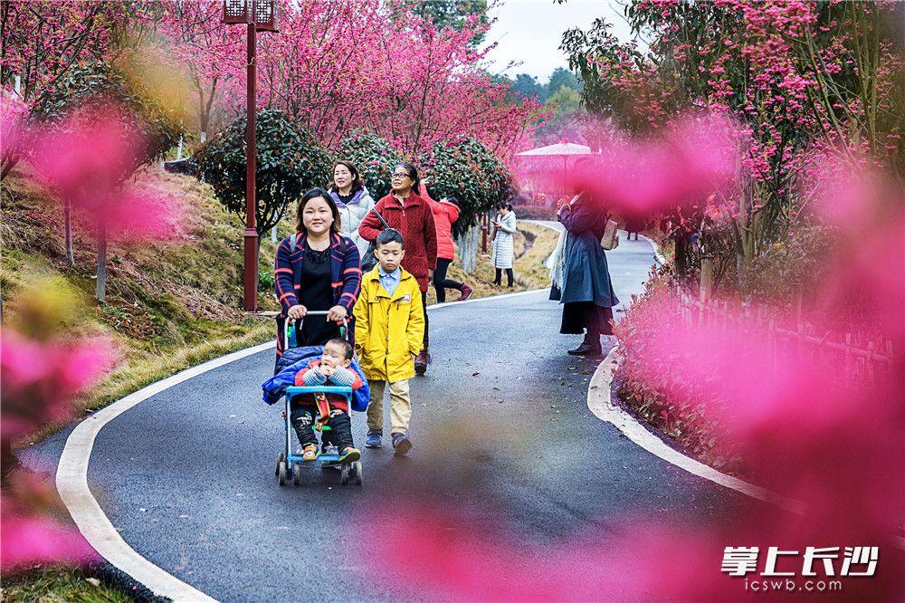 长沙盆景批发市场位置与重要性解析