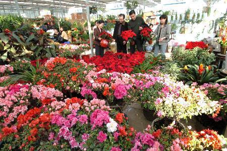 湖南长沙花卉批发市场，繁荣的花园经济中心