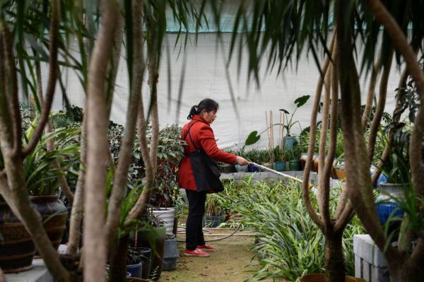 长沙花卉市场探秘，寻找价格优势的花卉市场