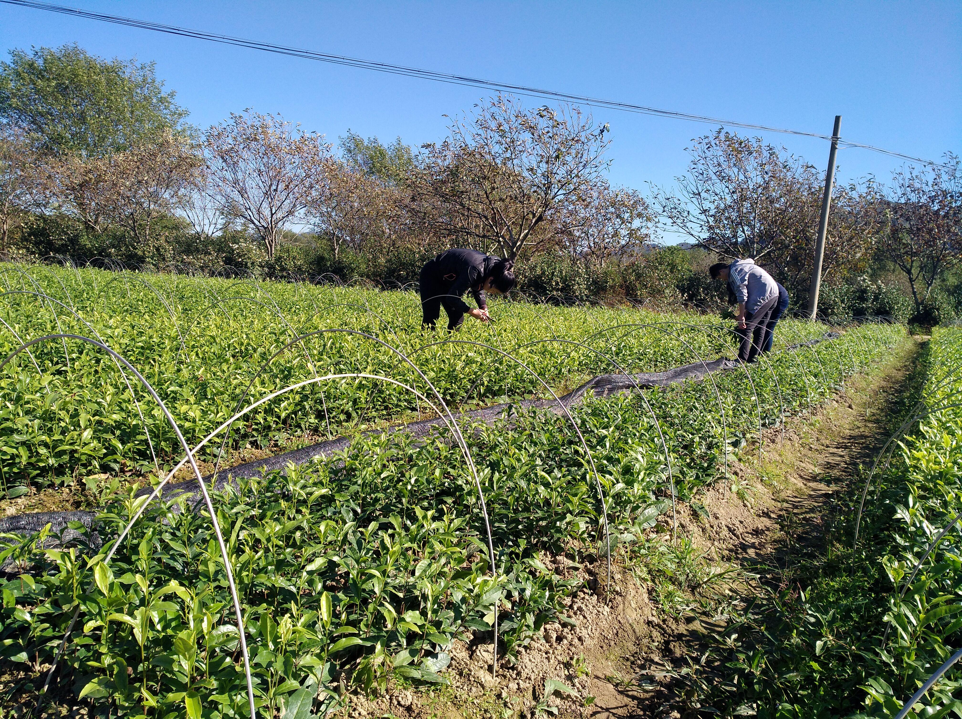 安徽苗木基地，绿色发展的耀眼明珠