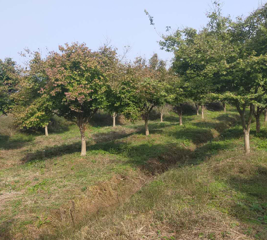 绵阳松垭苗圃基地，自然与科技的融合，绿色未来摇篮地