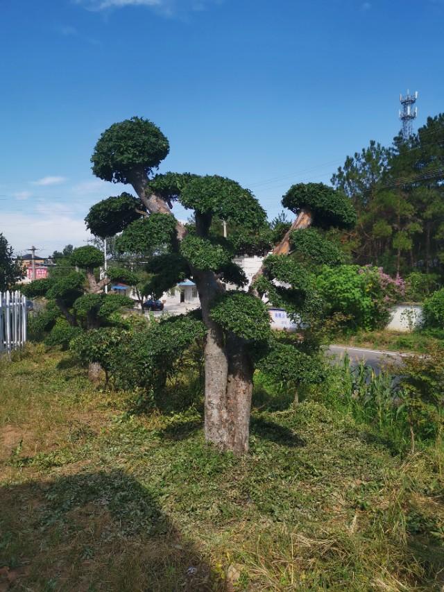 安徽苗木基地分布图揭秘，苗木产业的地理脉络解读