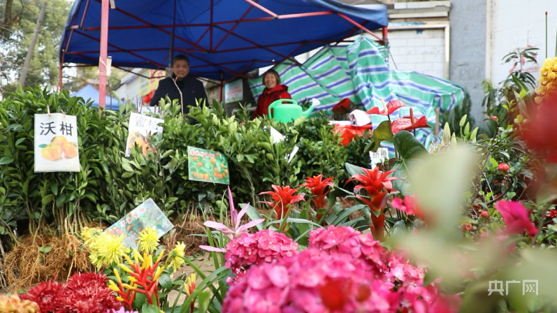 安徽苗木交易市场地址，繁荣的苗木交易核心区域揭秘