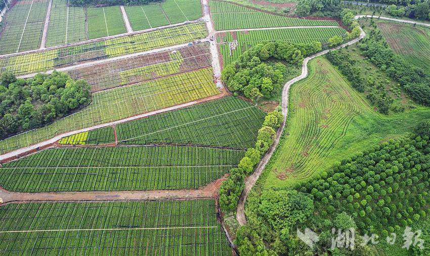 淮安苗圃基地，位置与地域重要性的探究