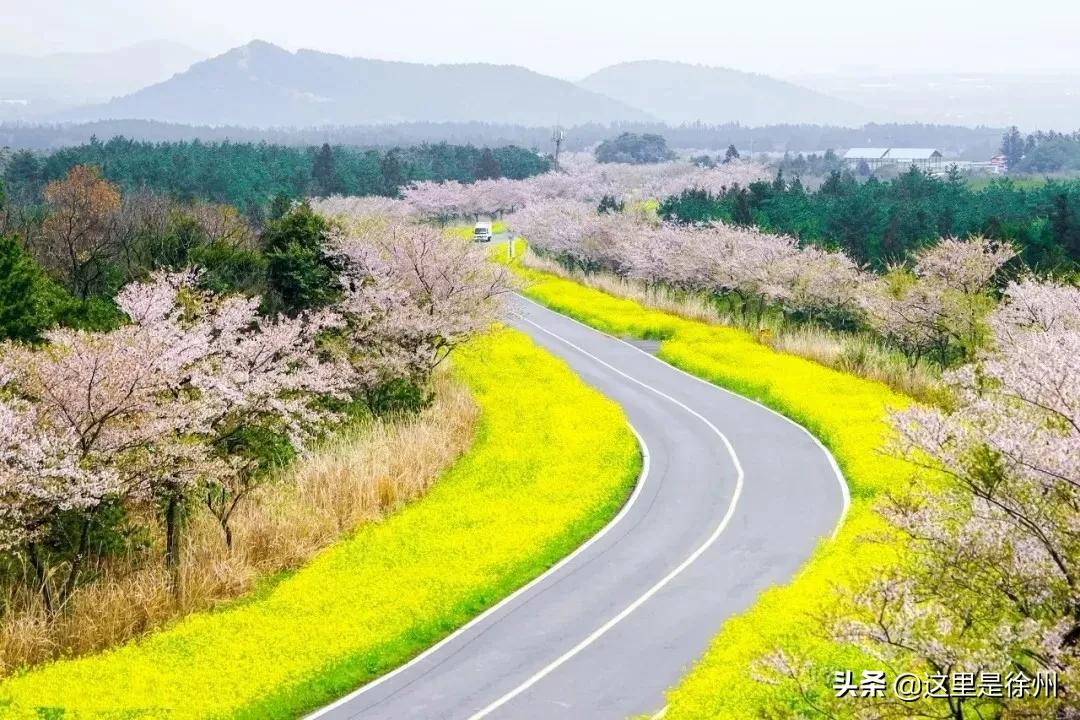 徐州苗圃基地全景概览