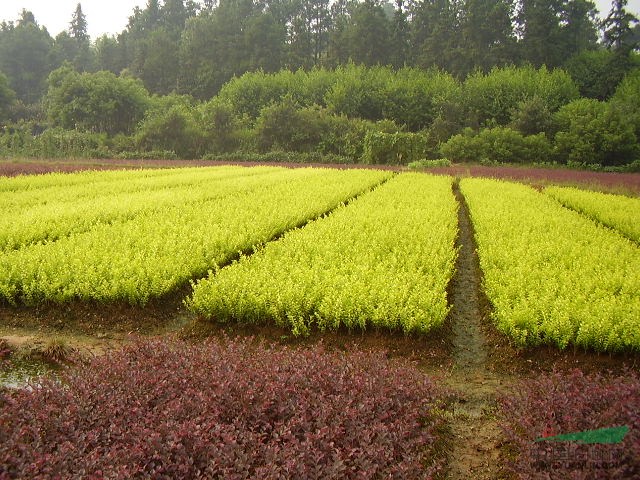 安徽宿根苗木供应，生态建设绿色力量之源的探寻