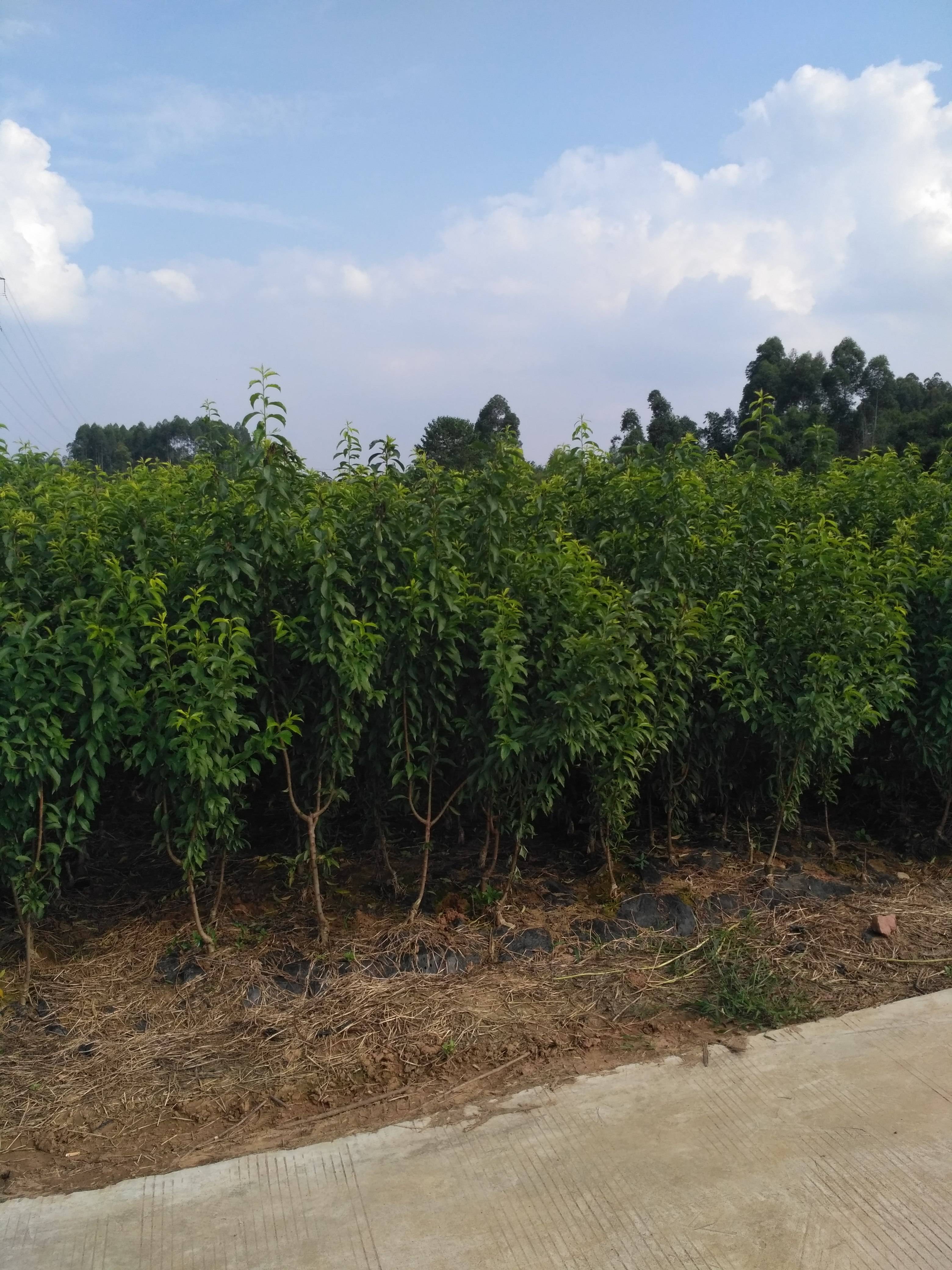 探访最近的果树苗基地，一场独特的体验之旅