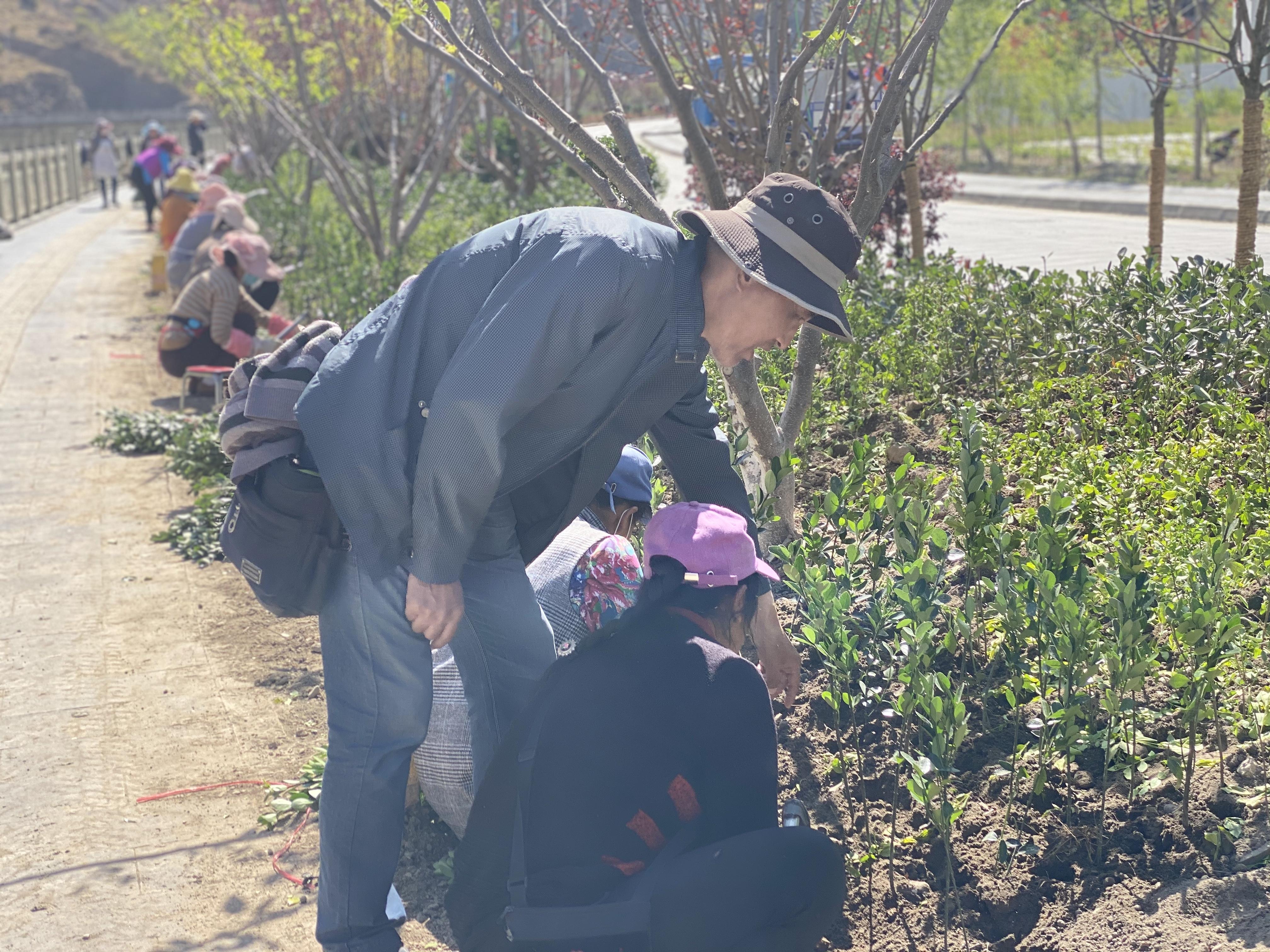 四川绿化苗木，生态产业繁荣与绿色风景线的美丽交织