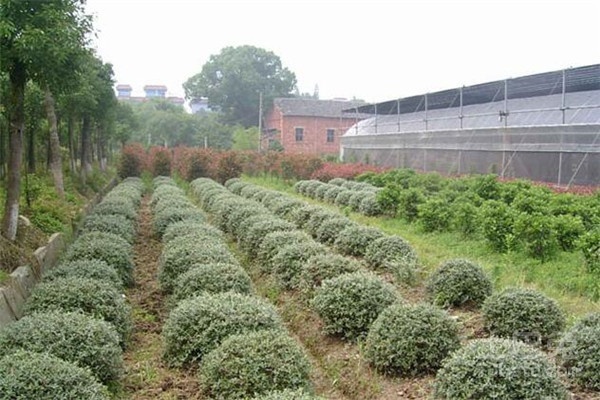 四川绿化苗木基地，生态繁荣的绿肺起源地