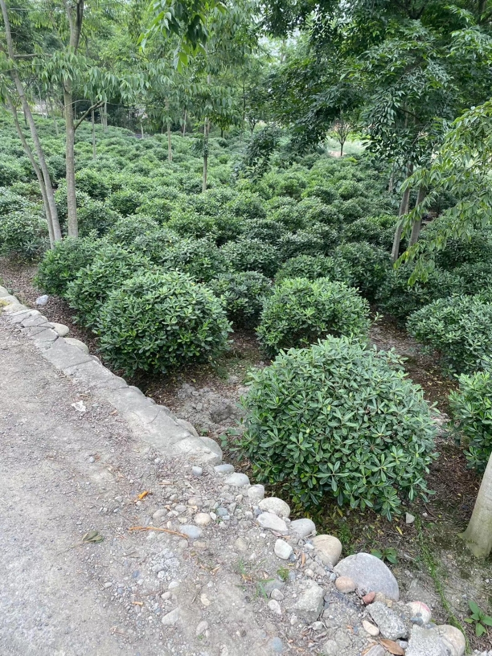 四川绿化树苗批发基地，繁荣生态的起点