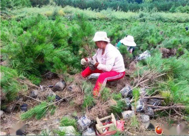 四川最大苗木基地，生态繁荣与绿色发展的源泉