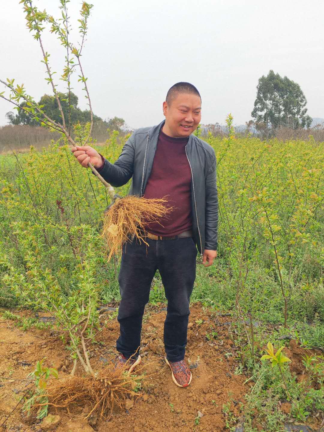 四川西南苗木基地，绿色生态的繁荣之源