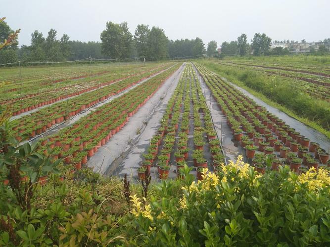 成都花木种植大公司，生态繁荣与绿色发展的典范典范企业风采展示