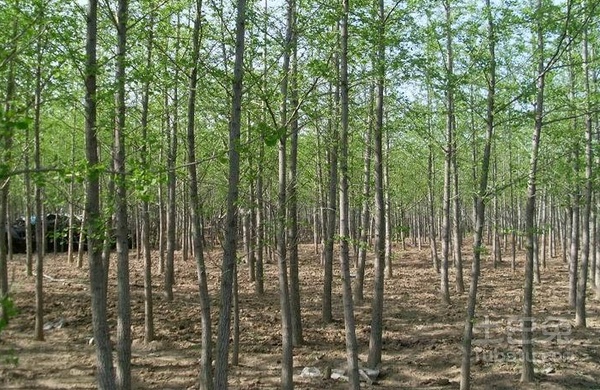 湖北绿化树苗基地，生态建设先锋引领绿色未来