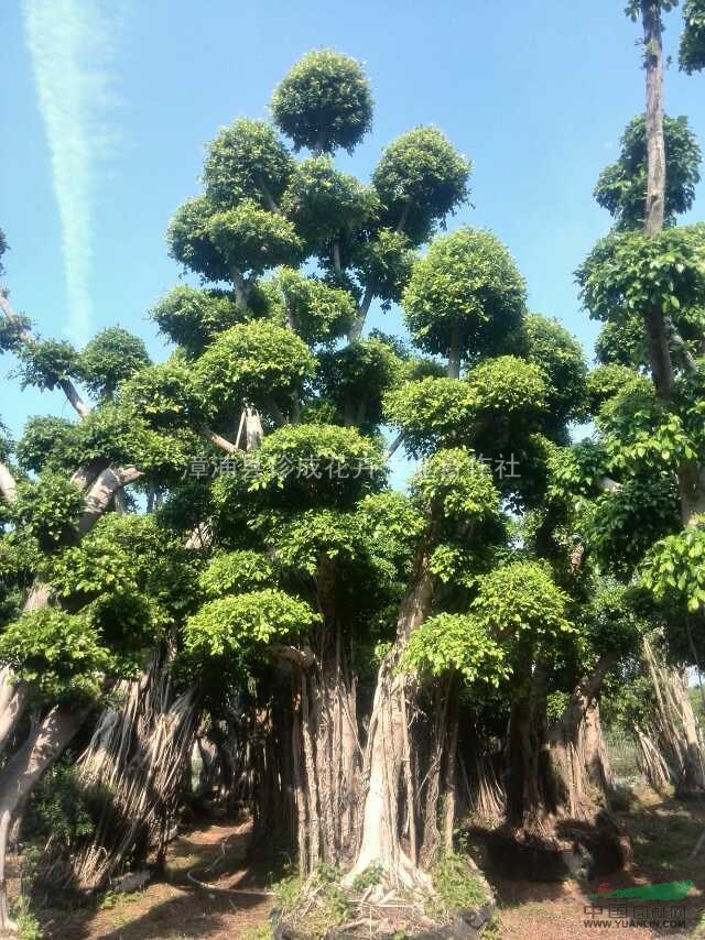 湖北多彩森林的树木种类与奥秘揭秘