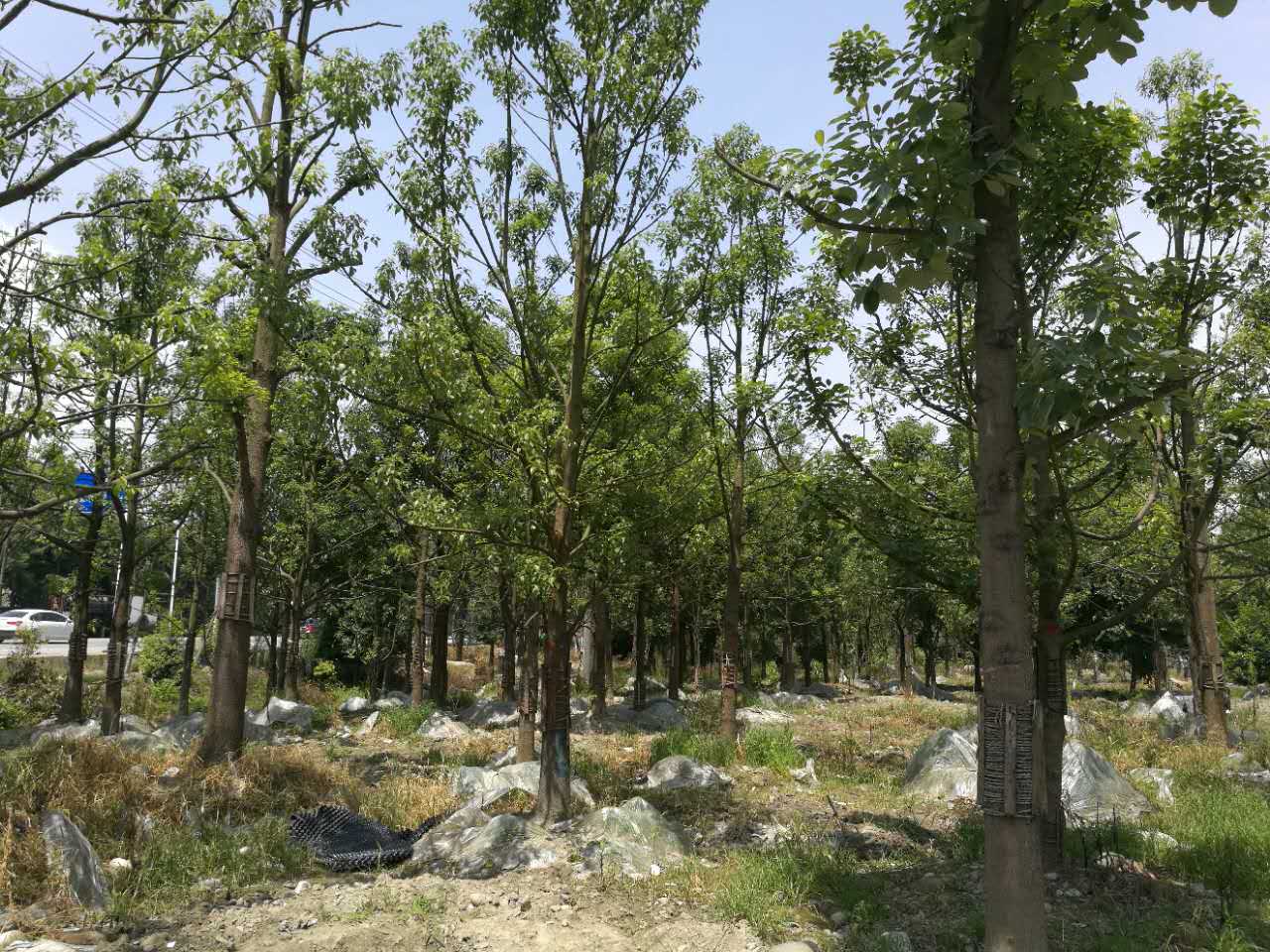 湖北香樟苗木基地全景探秘