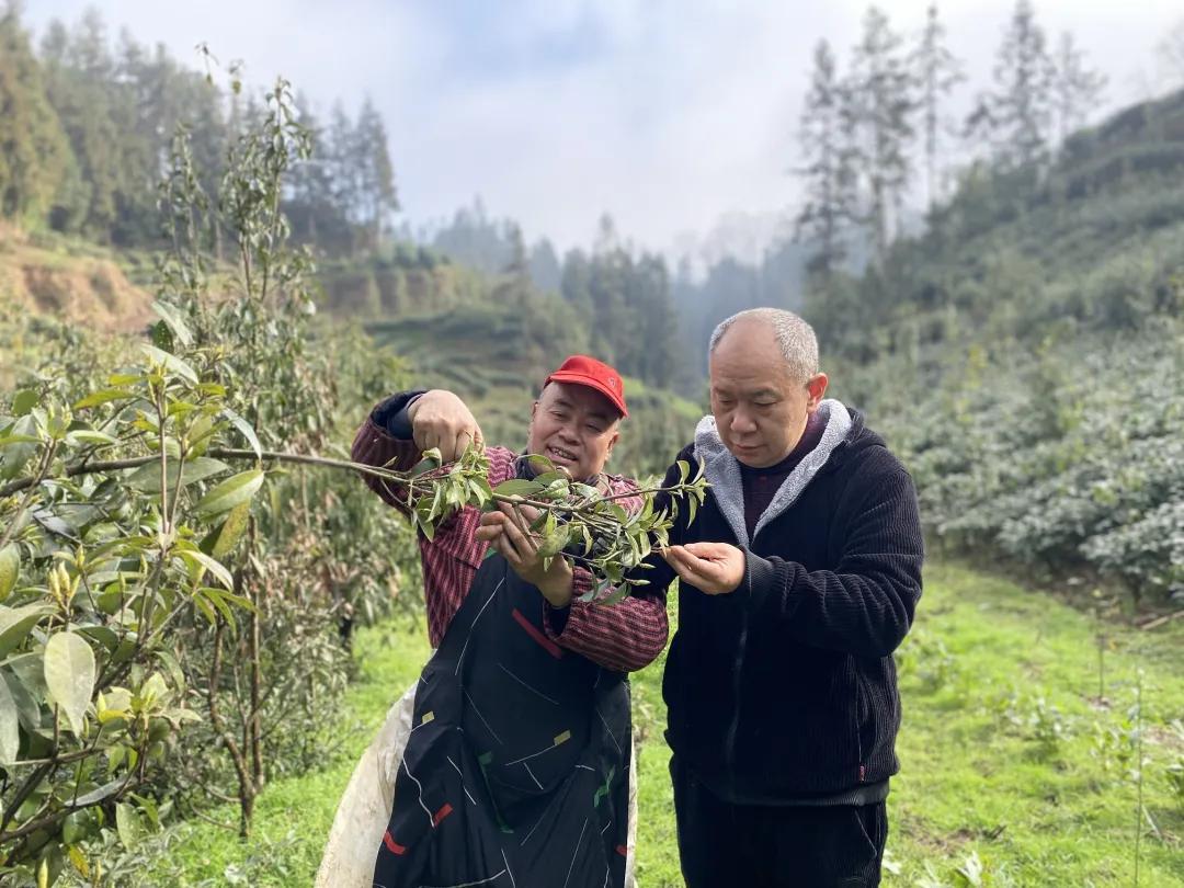 湖北老鹰茶树苗木基地深度探访之旅