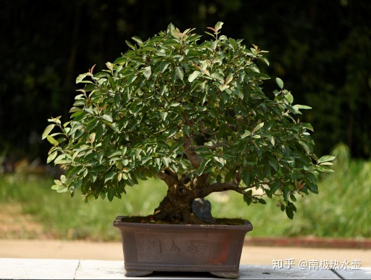 湖北老家适宜种植的花树种类，注，这个标题简洁明了，直接传达了文章的核心内容——探讨湖北老家适合种植的花树种类。