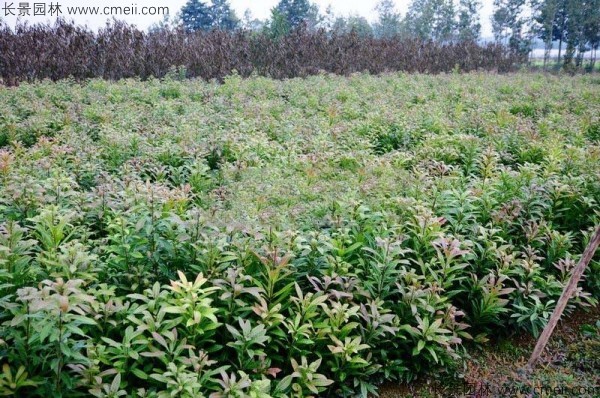 湖北适宜种植的花树种类及其特性概览