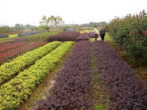 湖北园林绿化公司，塑造绿色生态，助力城市品质提升