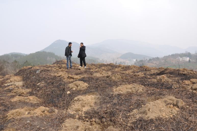 湖北绿化植物名称与美丽图片展示大全