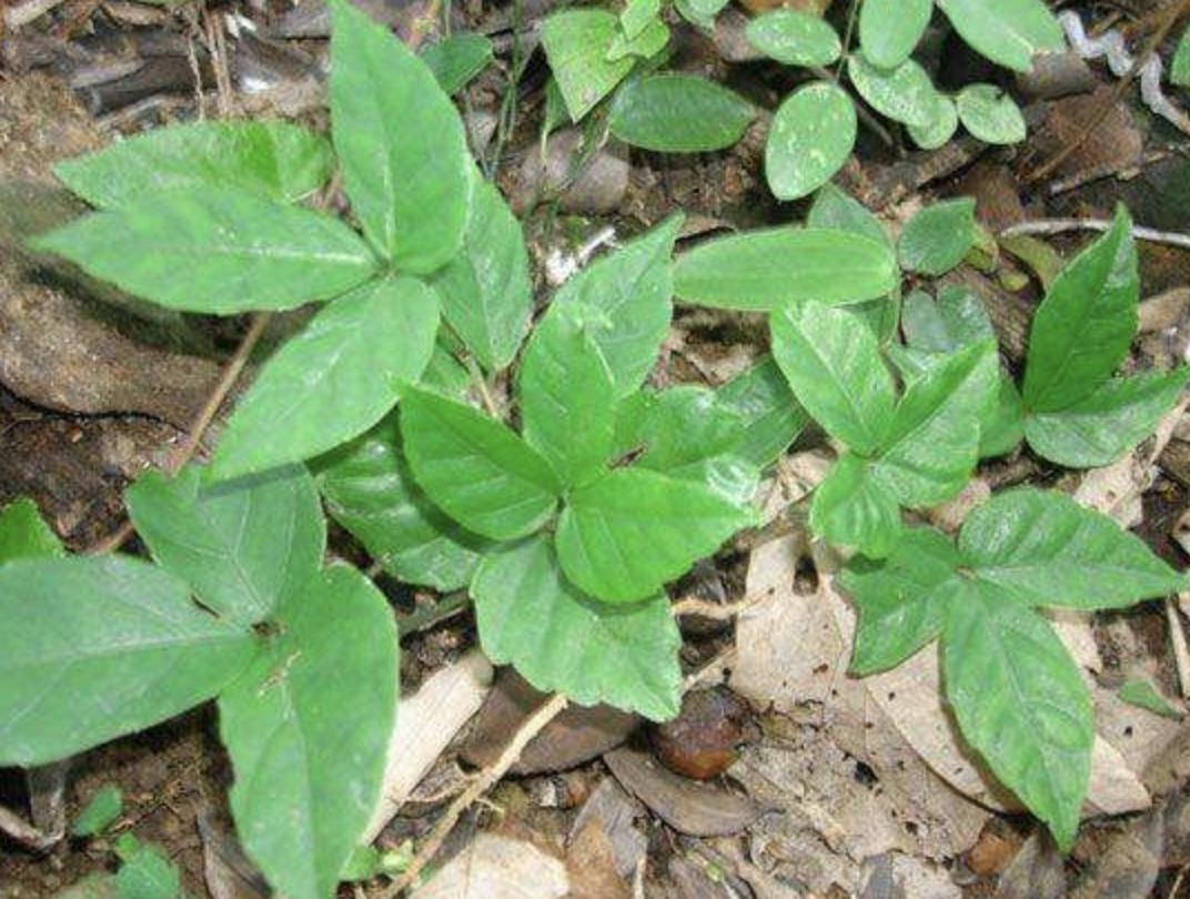 湖北省绿植种植基地全景概览