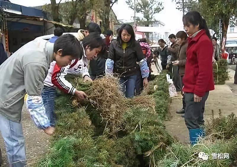 湖北苗木交易市场，绿意经济的繁荣引擎