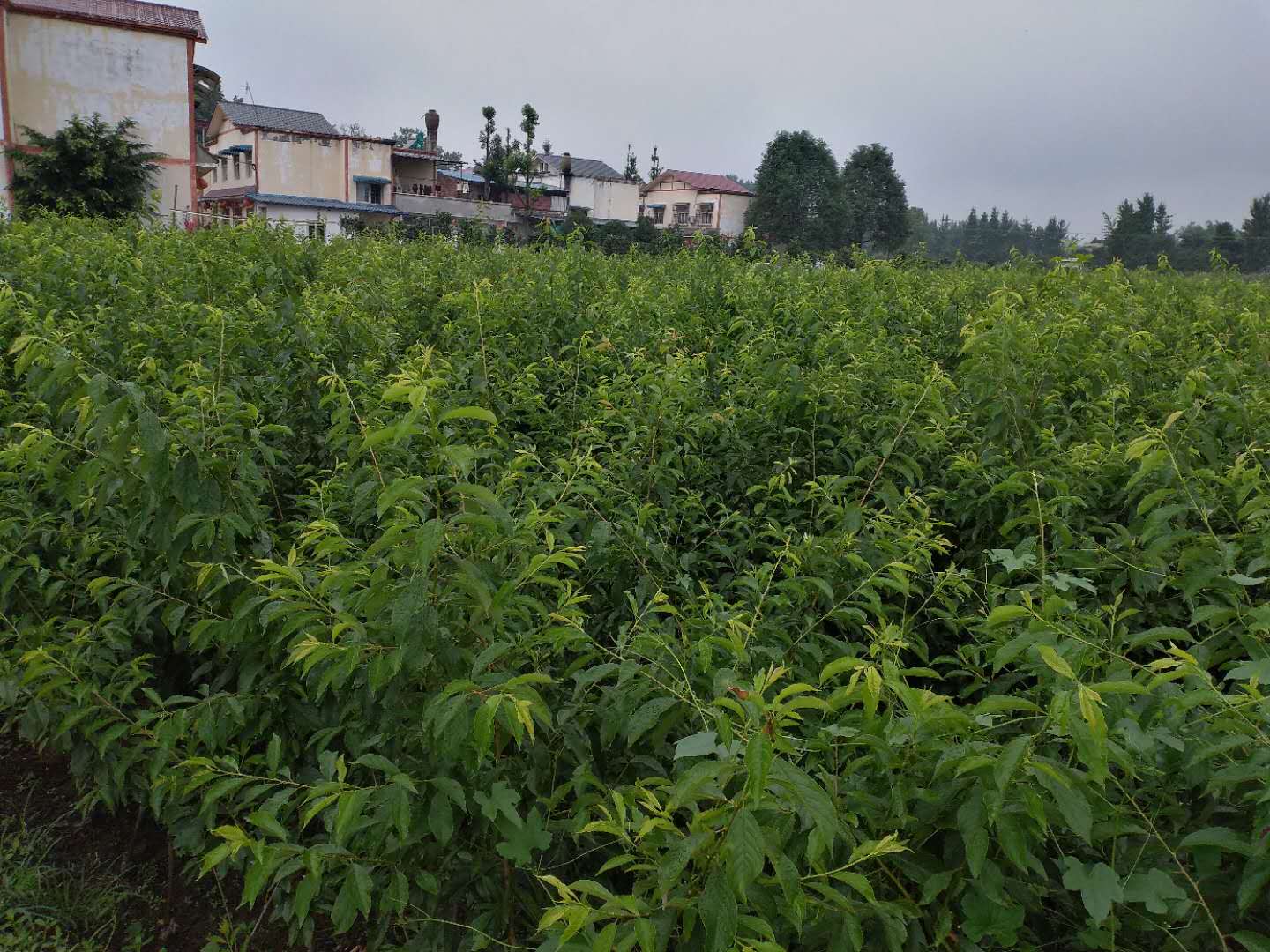 探访湖北绿化树苗基地，探寻绿色之源之旅