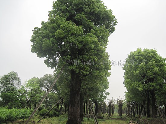 湖北香樟树基地，绿色生态明珠闪耀大地