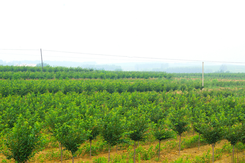 荆门苗木基地全景概览