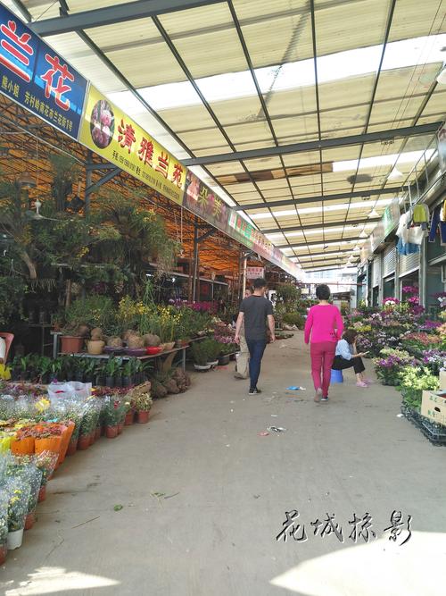 广东花卉市场批发市场，繁荣与机遇交织