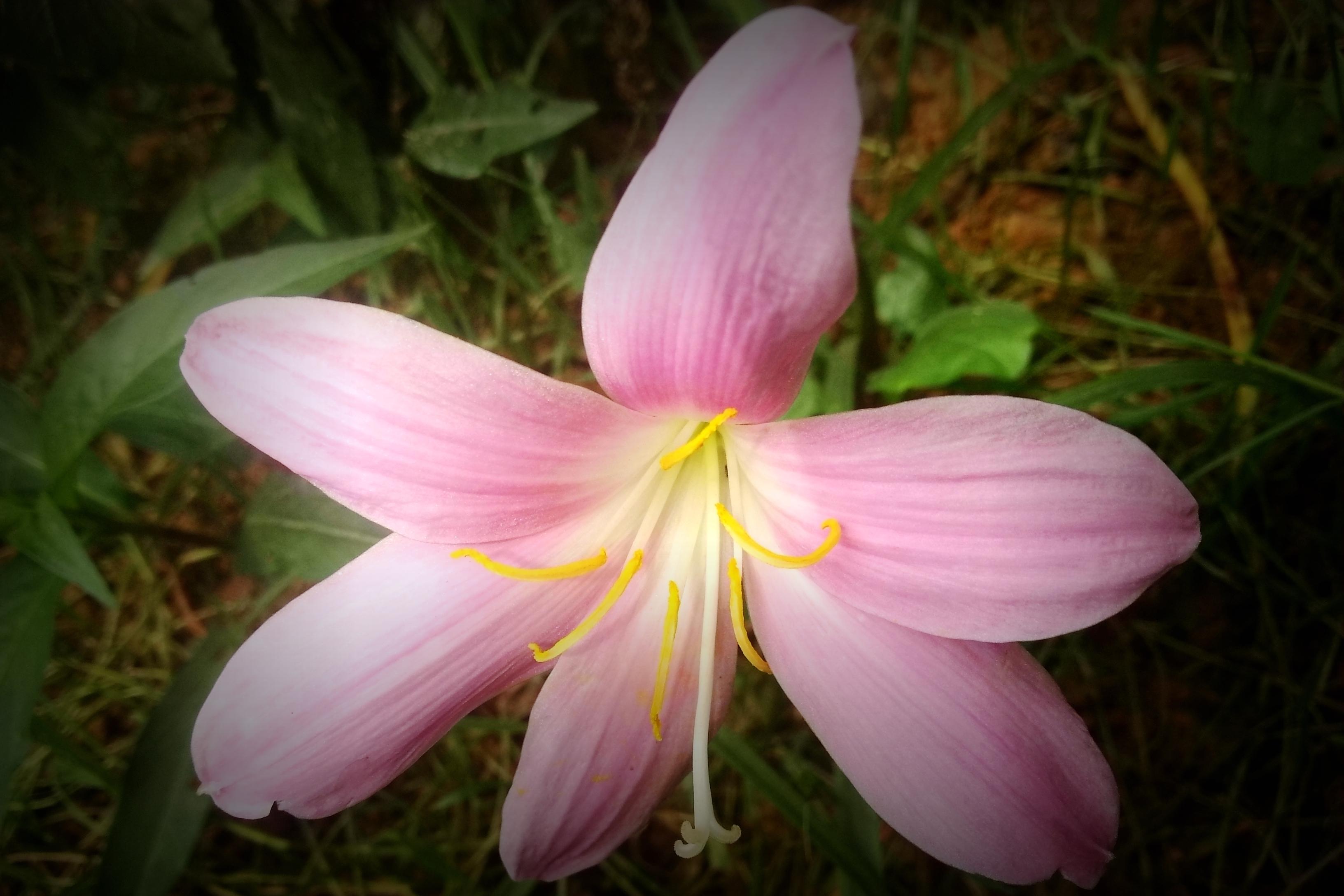 广东花卉市场概览