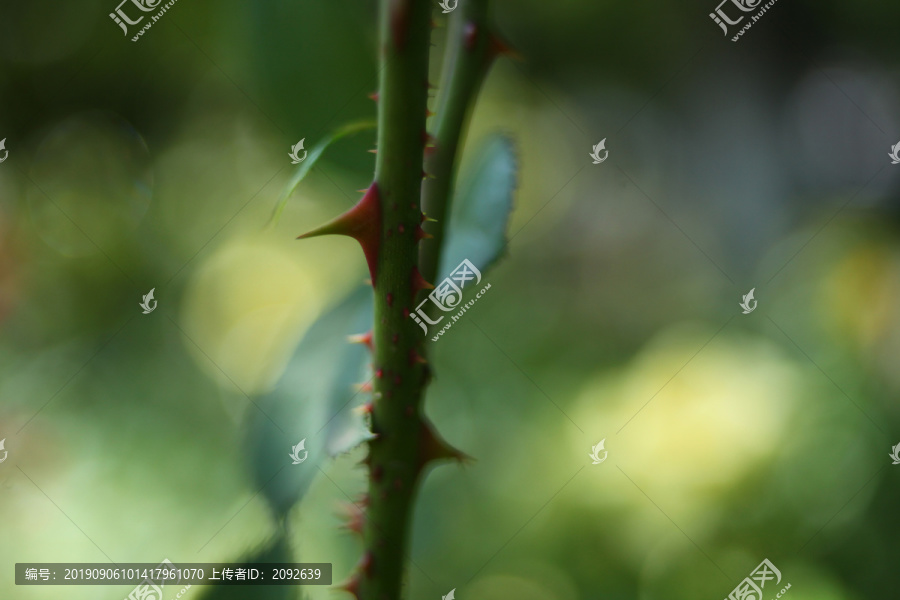 探寻玫瑰花打刺的独特工艺，美丽背后的秘密揭秘