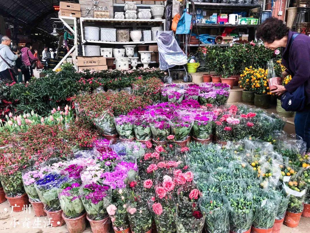 广州芳村花卉市场新领地探寻，繁花似锦的赏花胜地