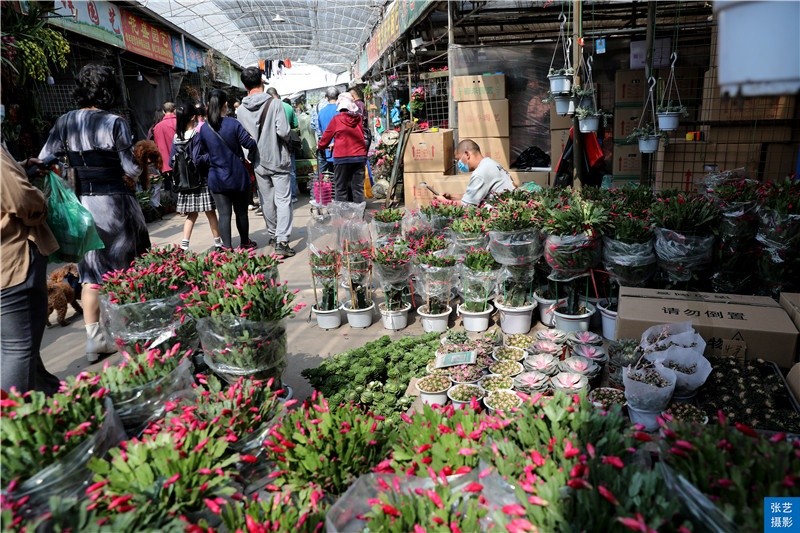 广州最大花卉批发市场，繁花似锦的商贸胜地