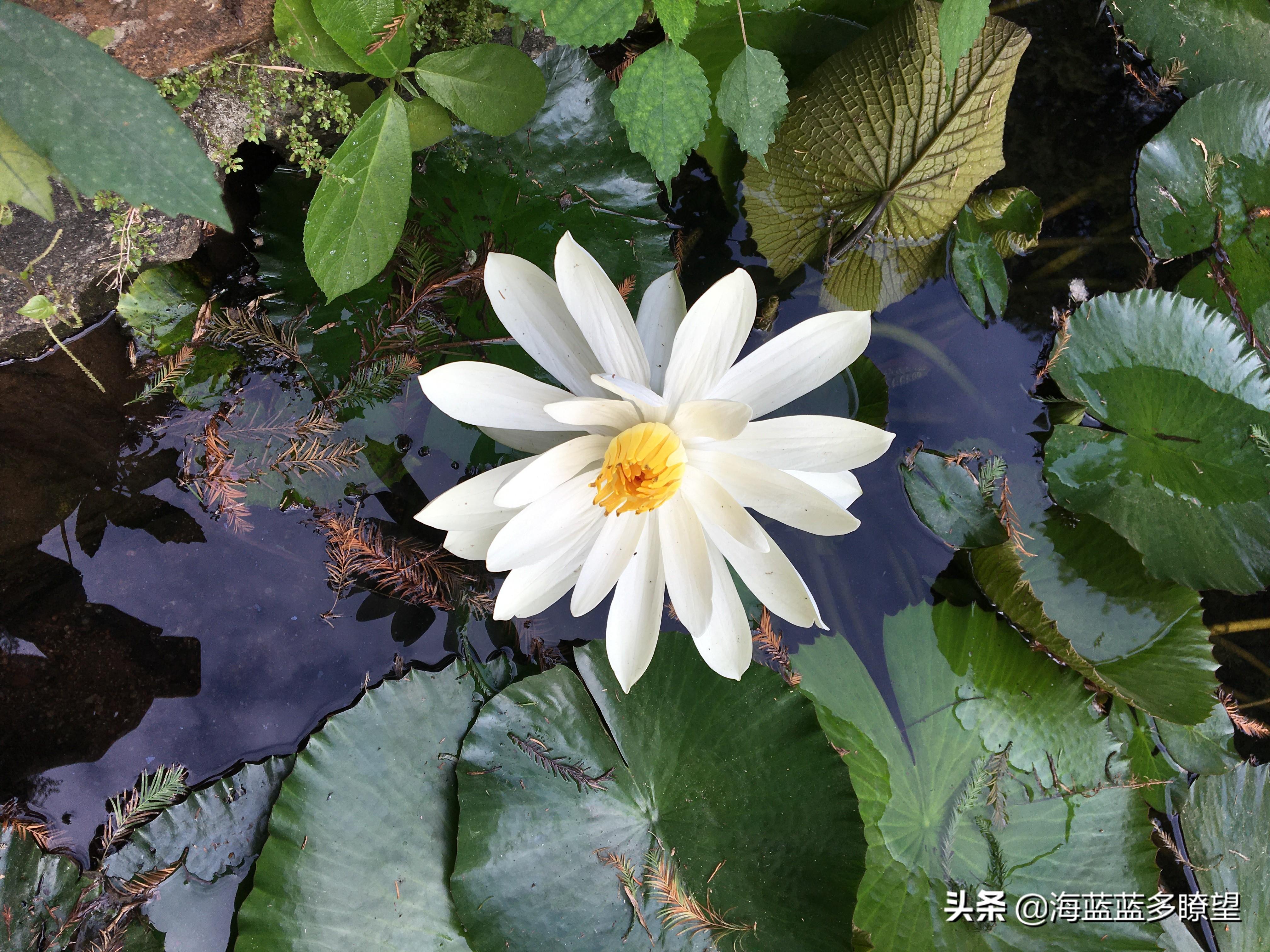 广州花木市场繁荣生态与商机无限