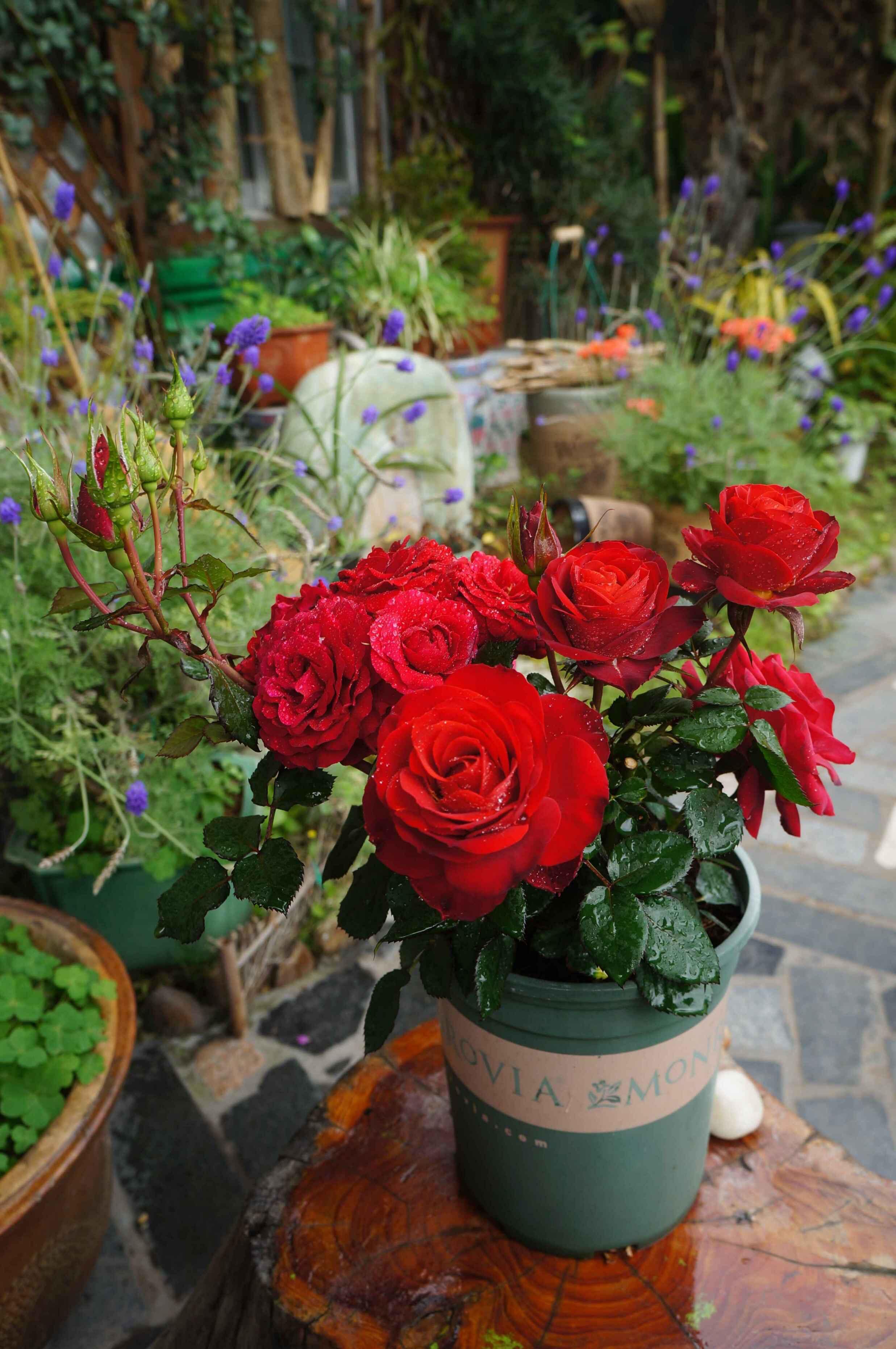 广州芳村岭南花卉市场，繁花似锦的批发商机之地