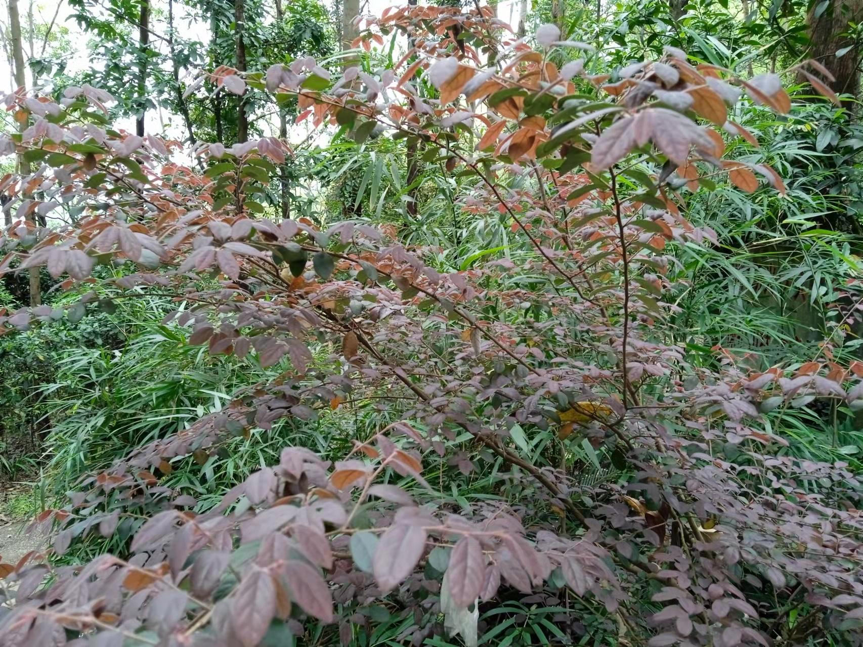 广州购买植物的最简单指南