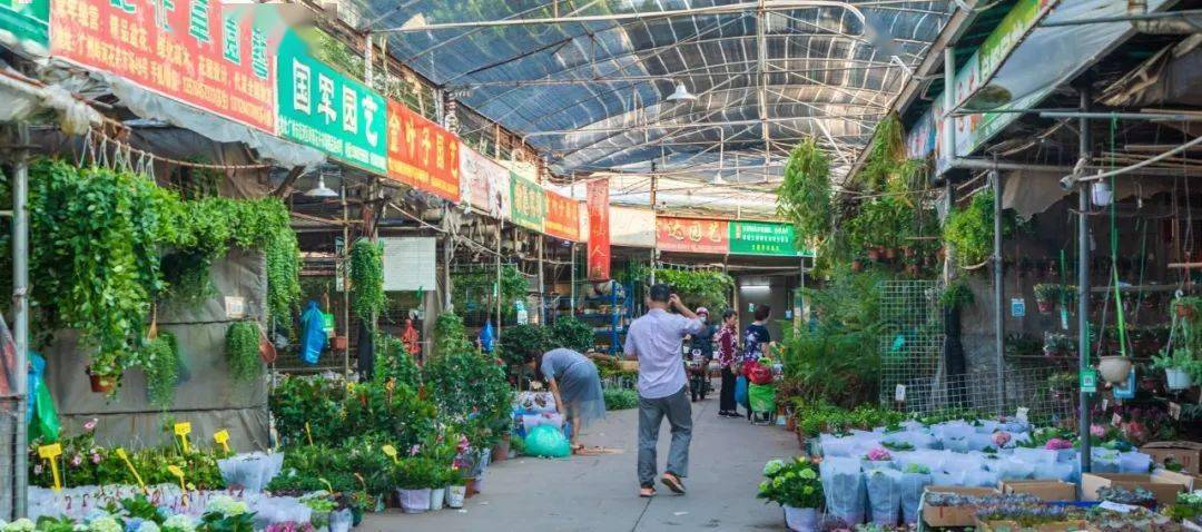 芳村岭南花卉市场搬迁，旧貌换新颜，花卉产业焕发新生