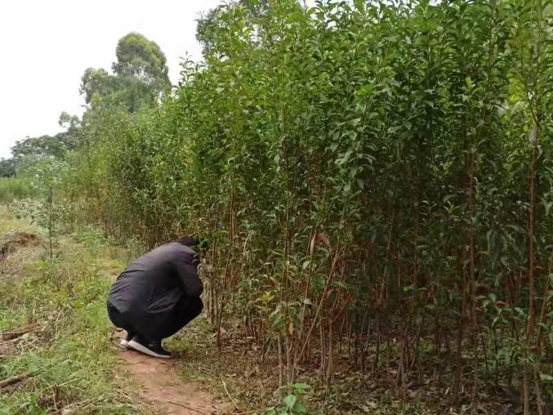 重庆树苗批发市场，绿意繁荣之源